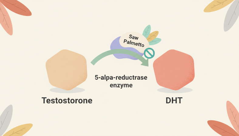 A scientific diagram showing the conversion of testosterone to DHT via the 5-alpha-reductase enzyme, with a label indicating that Saw Palmetto acts as an inhibitor on the enzyme.